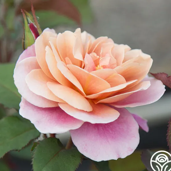 Heirloom Roses Distant Drums Best