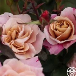 Heirloom Roses Distant Drums Best
