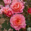 Heirloom Roses Distant Thunder™ New