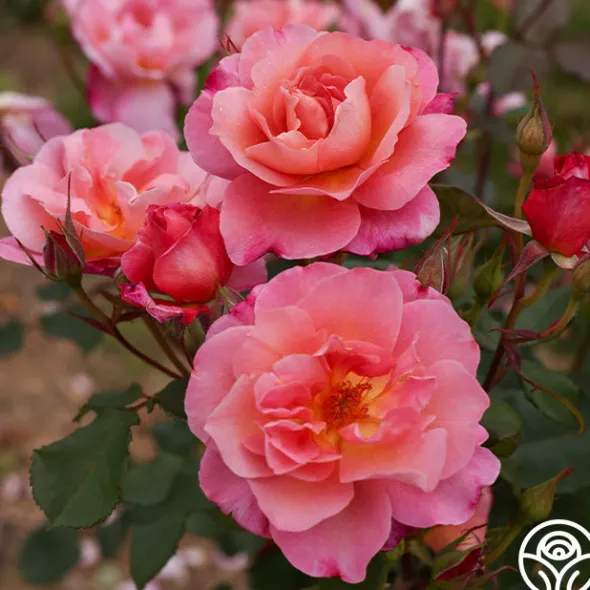 Heirloom Roses Distant Thunder™ New