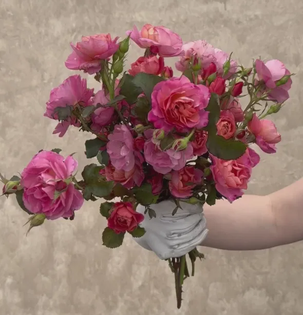 Heirloom Roses Distant Thunder™ New