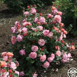 Heirloom Roses Distant Thunder™ New