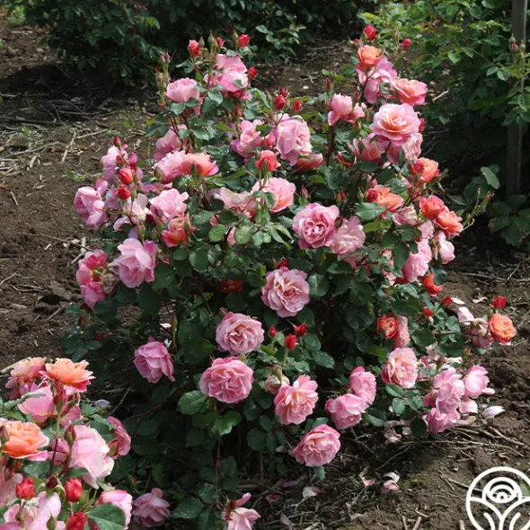 Heirloom Roses Distant Thunder™ New