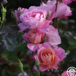 Heirloom Roses Distant Thunder™ New