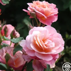 Heirloom Roses Distant Thunder™ New