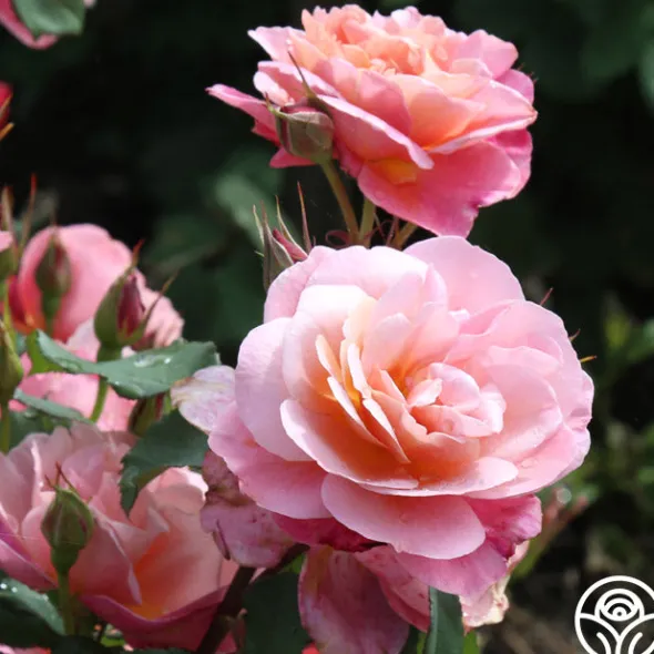 Heirloom Roses Distant Thunder™ New
