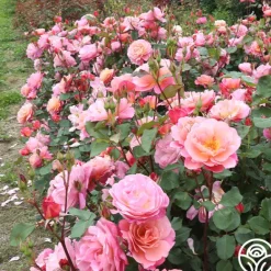 Heirloom Roses Distant Thunder™ New