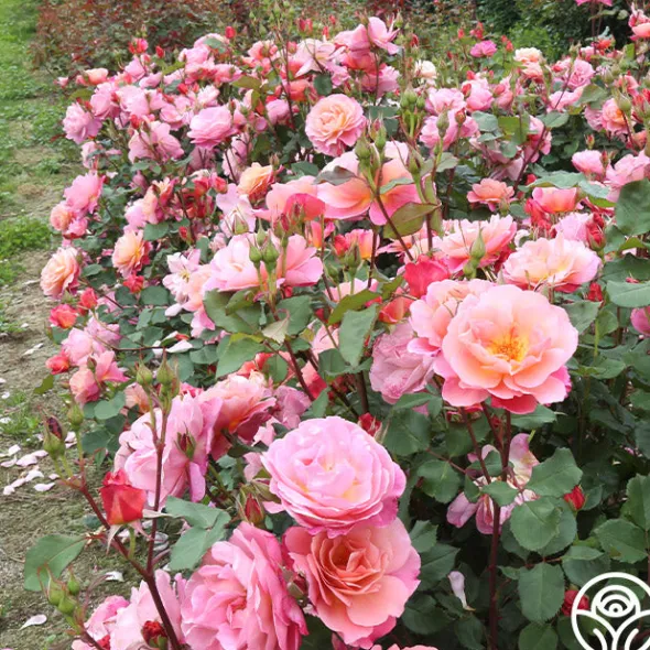 Heirloom Roses Distant Thunder™ New