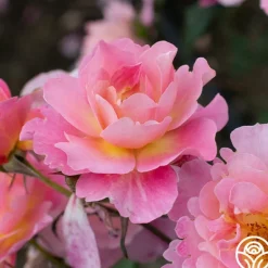 Heirloom Roses Distant Thunder™ New