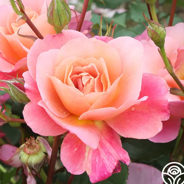 Heirloom Roses Distant Thunder™ New
