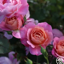 Heirloom Roses Distant Thunder™ New