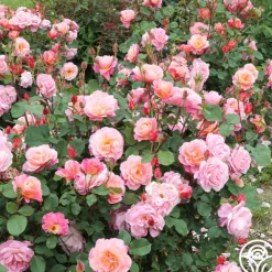 Heirloom Roses Distant Thunder™ New