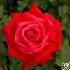 Heirloom Roses Dolly Parton