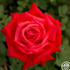 Heirloom Roses Dolly Parton