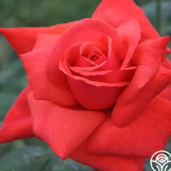 Heirloom Roses Dolly Parton