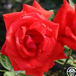 Heirloom Roses Dolly Parton