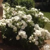 Heirloom Roses Dominique Loiseau ® Discount