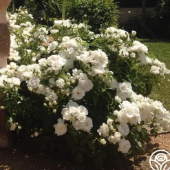 Heirloom Roses Dominique Loiseau ® Discount