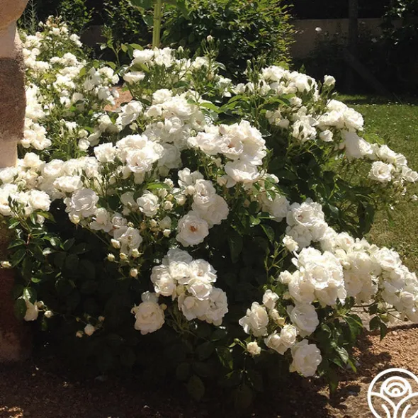 Heirloom Roses Dominique Loiseau ® Discount