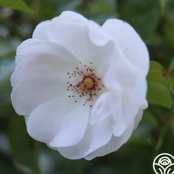 Heirloom Roses Dominique Loiseau ® Discount