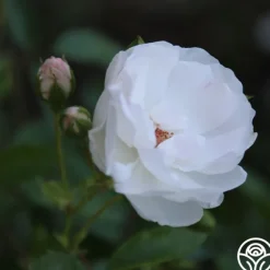 Heirloom Roses Dominique Loiseau ® Discount
