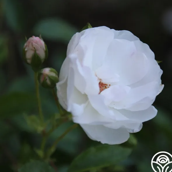 Heirloom Roses Dominique Loiseau ® Discount