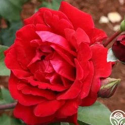 Heirloom Roses Don Juan Sale