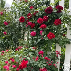 Heirloom Roses Don Juan Sale