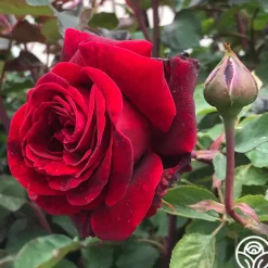 Heirloom Roses Don Juan Sale