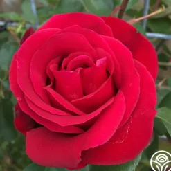 Heirloom Roses Don Juan Sale