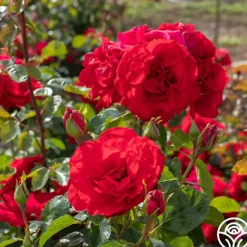 Heirloom Roses Don Juan Sale
