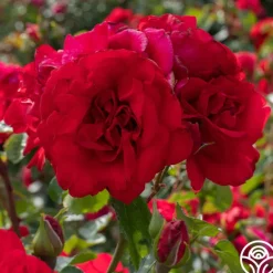 Heirloom Roses Don Juan Sale