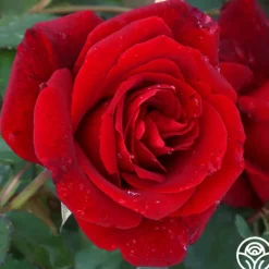 Heirloom Roses Don Juan Sale