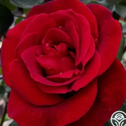 Heirloom Roses Don Juan Sale