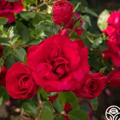 Heirloom Roses Don Juan Sale