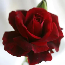 Heirloom Roses Don Juan Sale