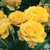 Heirloom Roses Doris Day® Sale