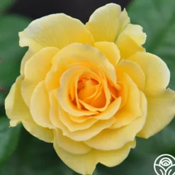 Heirloom Roses Doris Day® Sale
