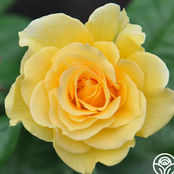 Heirloom Roses Doris Day® Sale