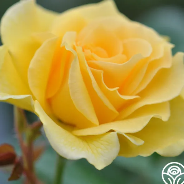Heirloom Roses Doris Day® Sale