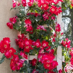 Heirloom Roses Dortmund® Discount