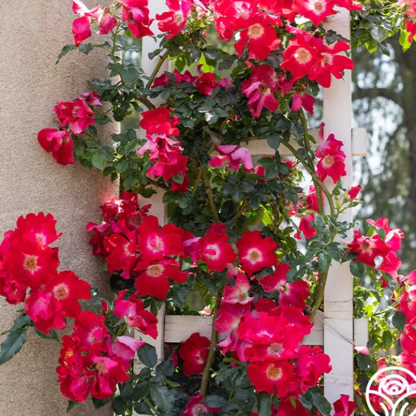 Heirloom Roses Dortmund® Discount