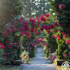 Heirloom Roses Dortmund® Discount