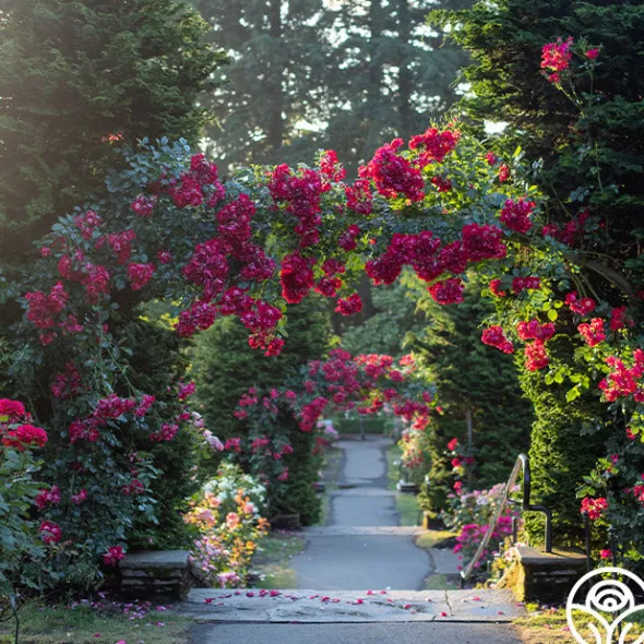 Heirloom Roses Dortmund® Discount