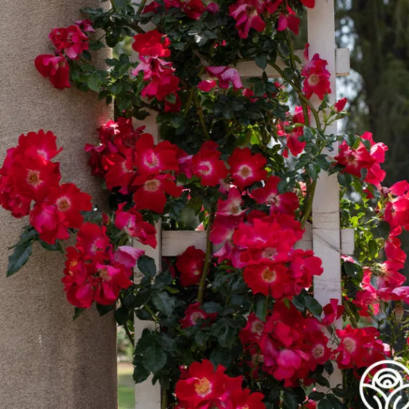 Heirloom Roses Dortmund® Discount