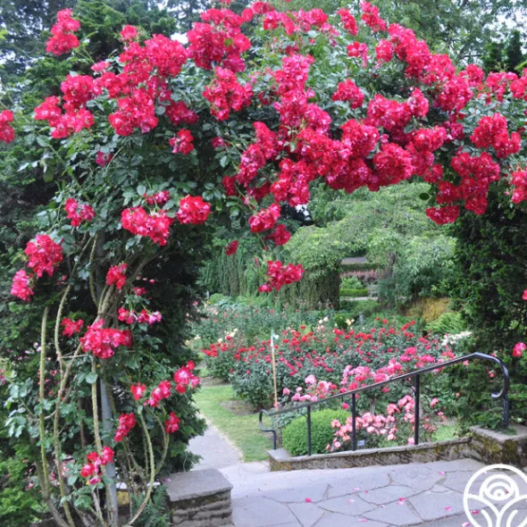 Heirloom Roses Dortmund® Discount