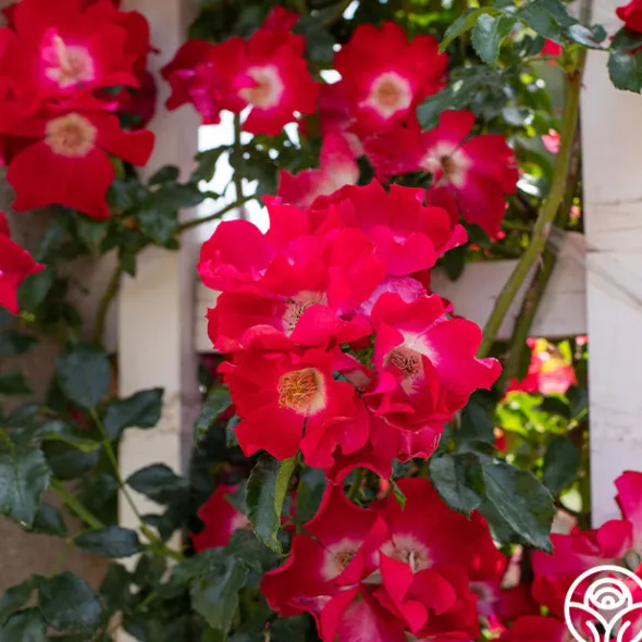 Heirloom Roses Dortmund® Discount