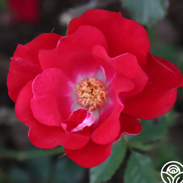 Heirloom Roses Dortmund® Discount