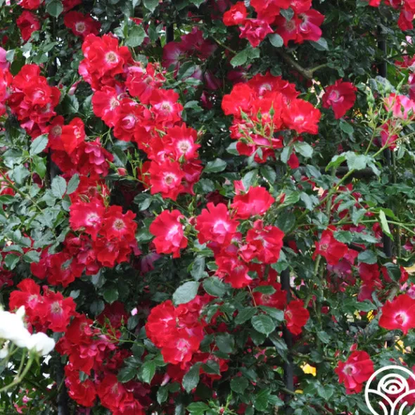 Heirloom Roses Dortmund® Discount