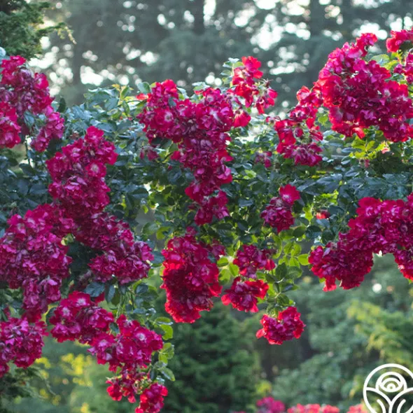 Heirloom Roses Dortmund® Discount